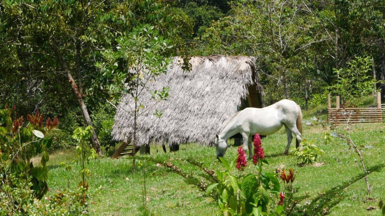 La Perla Negra - Black Pearl Eco Hostel San Rafael  Exteriör bild